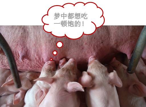 母猪奶水少快速解决方法,母猪奶水少怎么办呀
