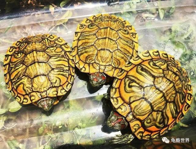 匠志萌宠乐园教学,匠志萌宠