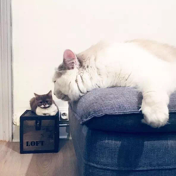 盘点那些姿势优雅的猫,肉感十足的猫是什么猫