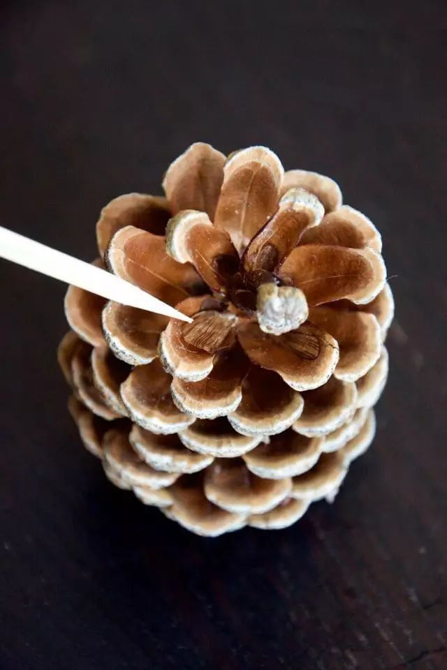 捡来的松果不要扔其实它大有用处,路上捡的小松果不要扔