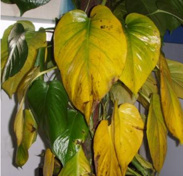 绿萝要是快死，别把它扔掉，利用这种方法可以让它恢复生命力