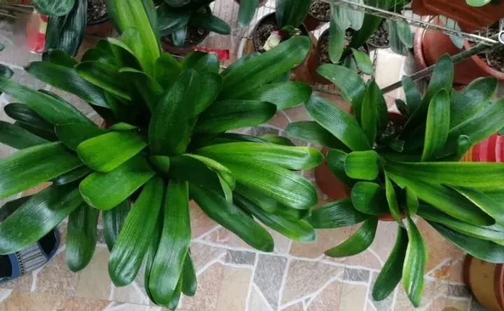 君子兰砍一刀留几公分,君子兰砍了一刀就开花了