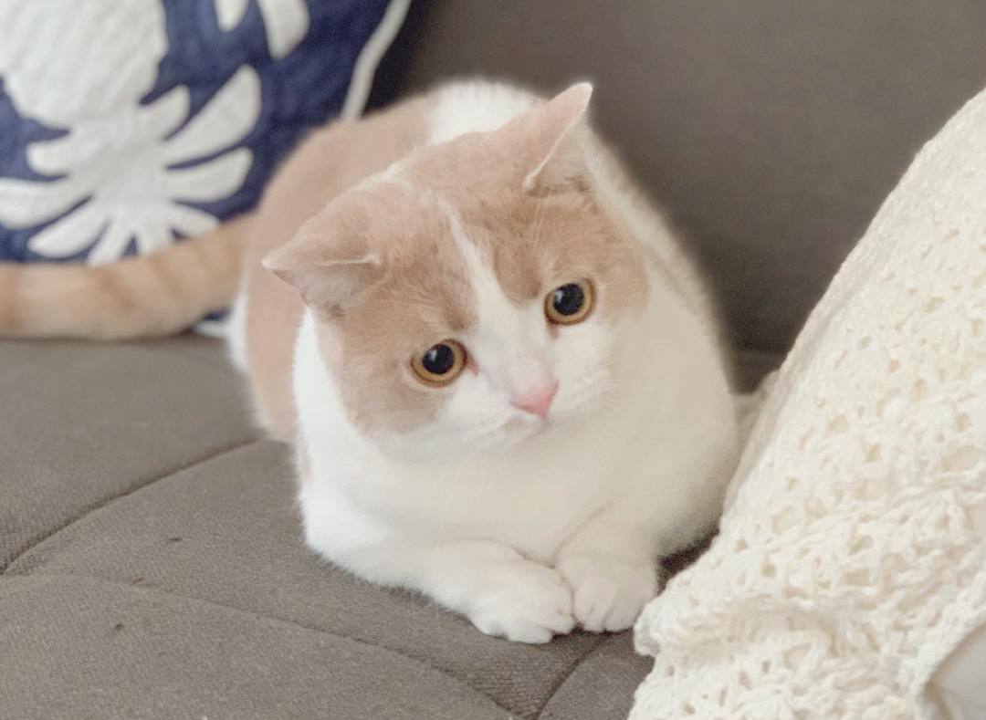 公猫排尿困难？可能是“膀胱结石”在作怪…