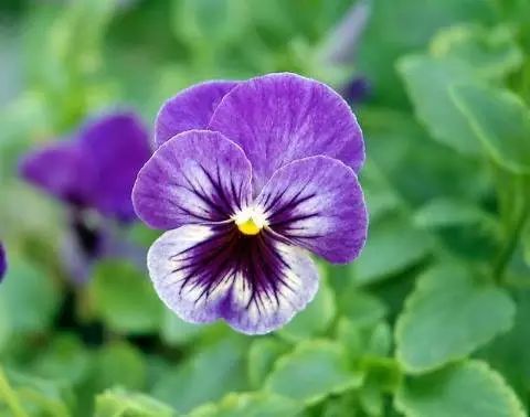 三色堇是一种花吗,鬼脸花三色堇