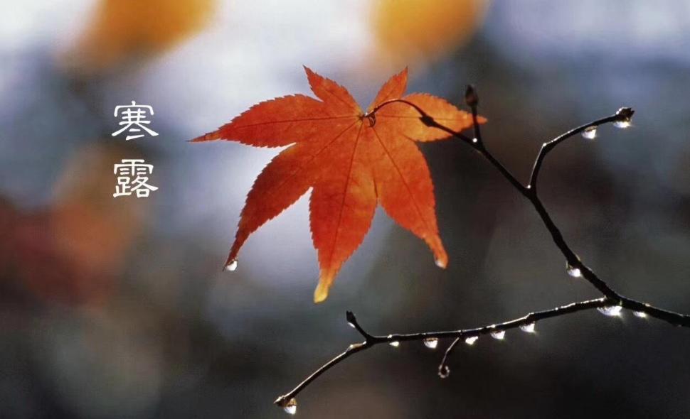 古人咏寒露的诗词,寒露古诗词鉴赏