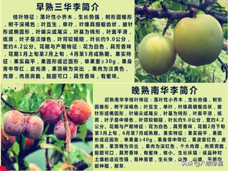 三华李适合哪些省种植,三华李子种植技术视频