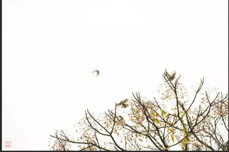 沅陵凤滩介绍,沅陵县凤滩水电站风景
