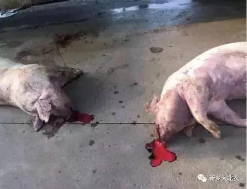 猪病怎么判断,经典判断猪病最快的方法