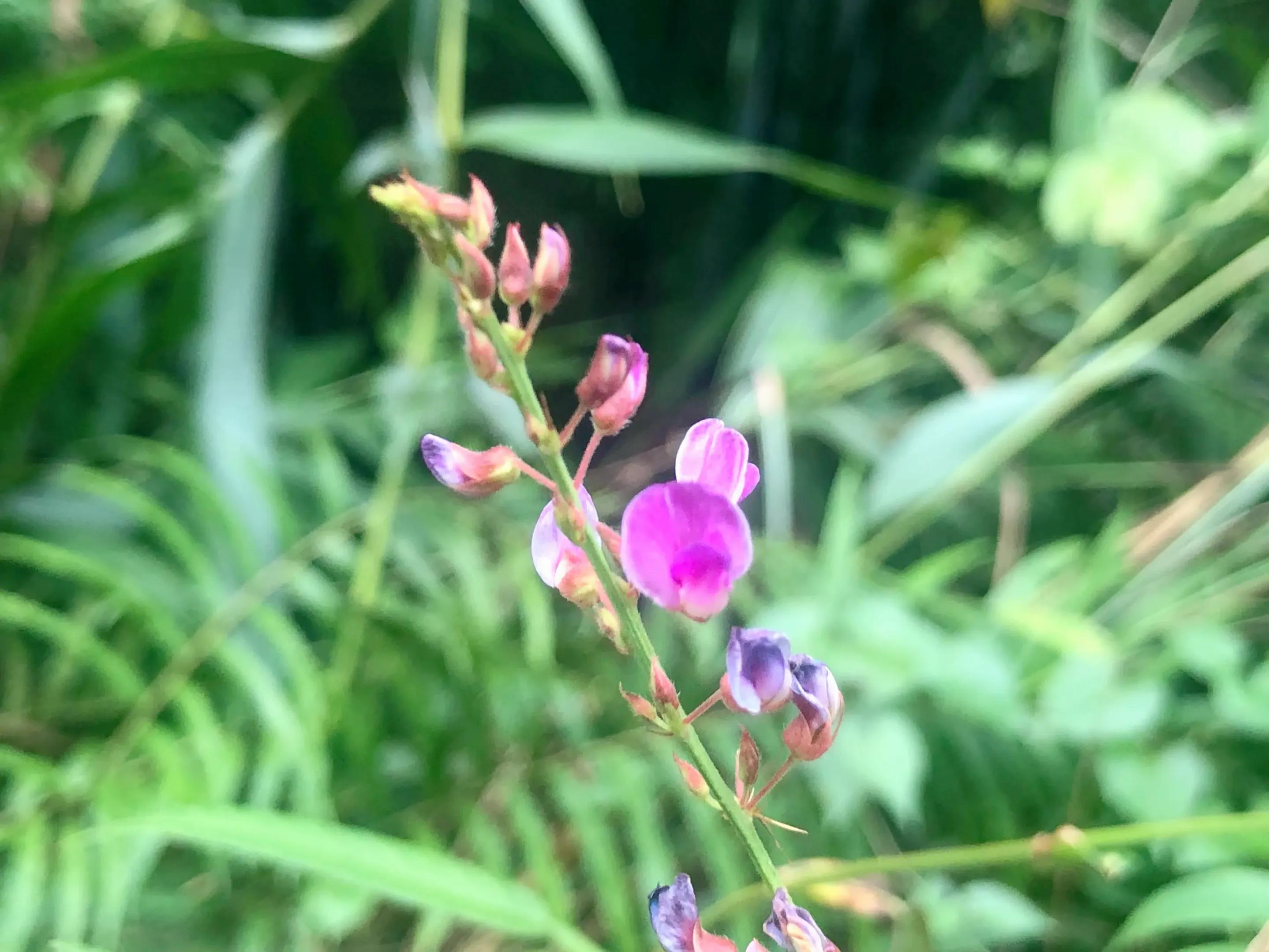 深山野岭野生植物,深山老林野菜植物