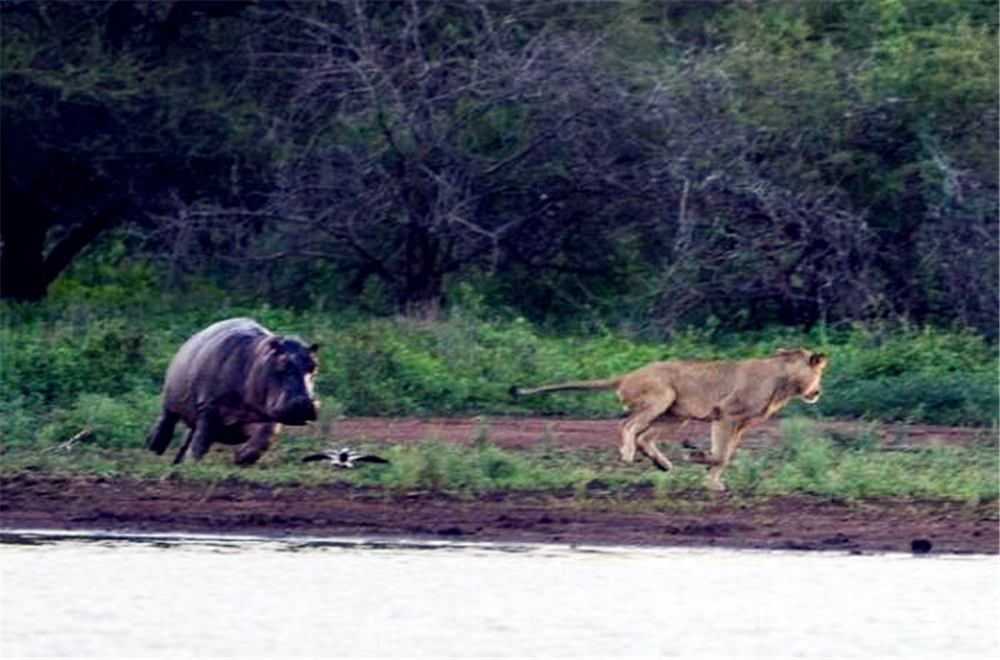 非洲狮偷袭小河马，被赶来的母河马救下，最后却落入公河马的嘴中