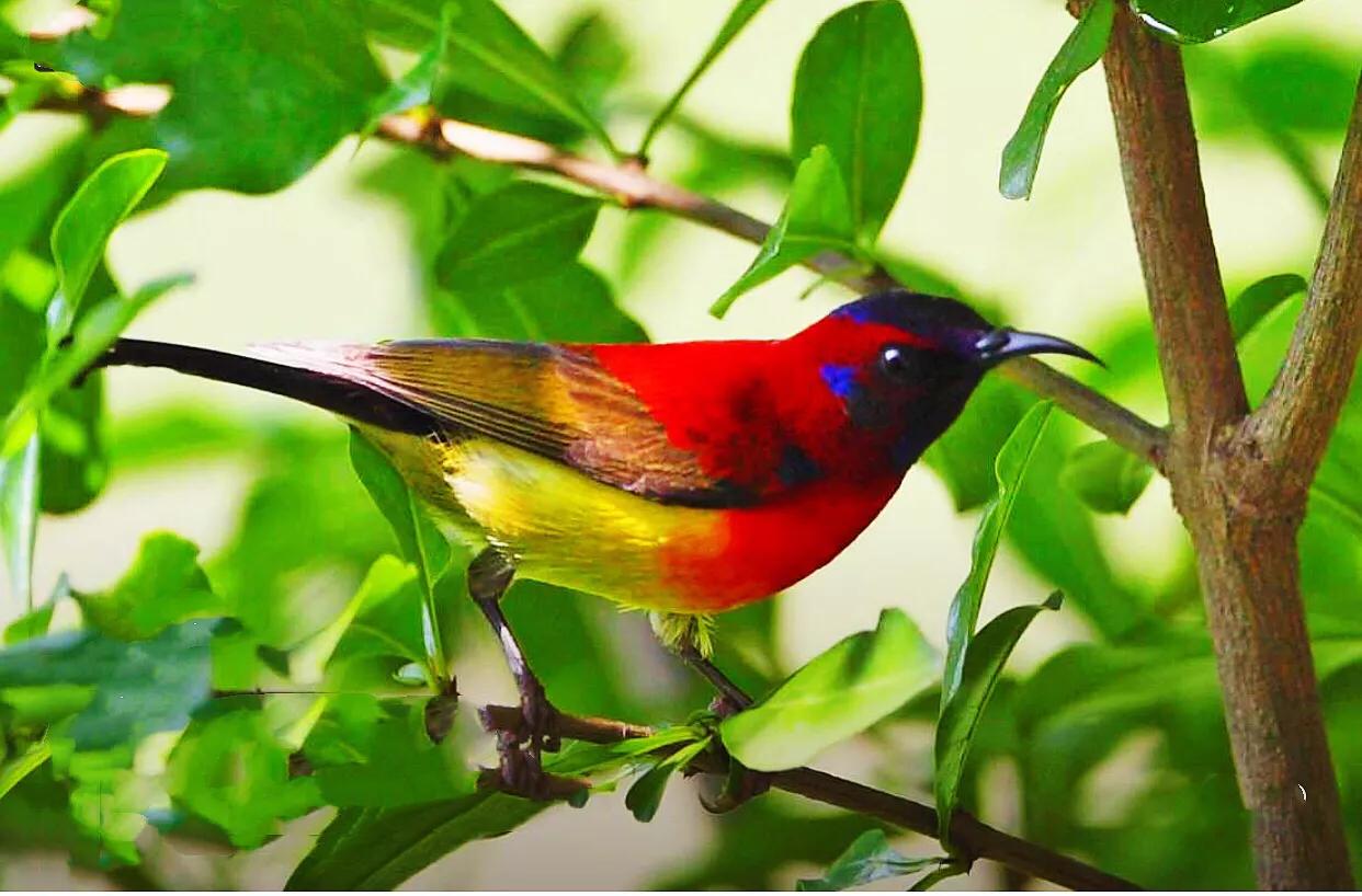 蜂鸟与太阳鸟区别,太阳鸟就是蜂鸟吗