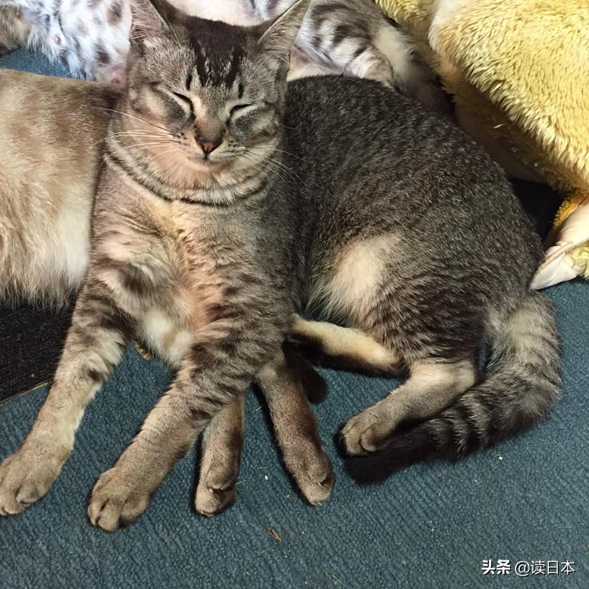 沙雕手办日本小哥,日本沙雕手办小哥哥