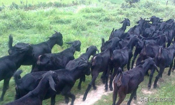 黑山羊都是放养的吗,黑山羊好不好养