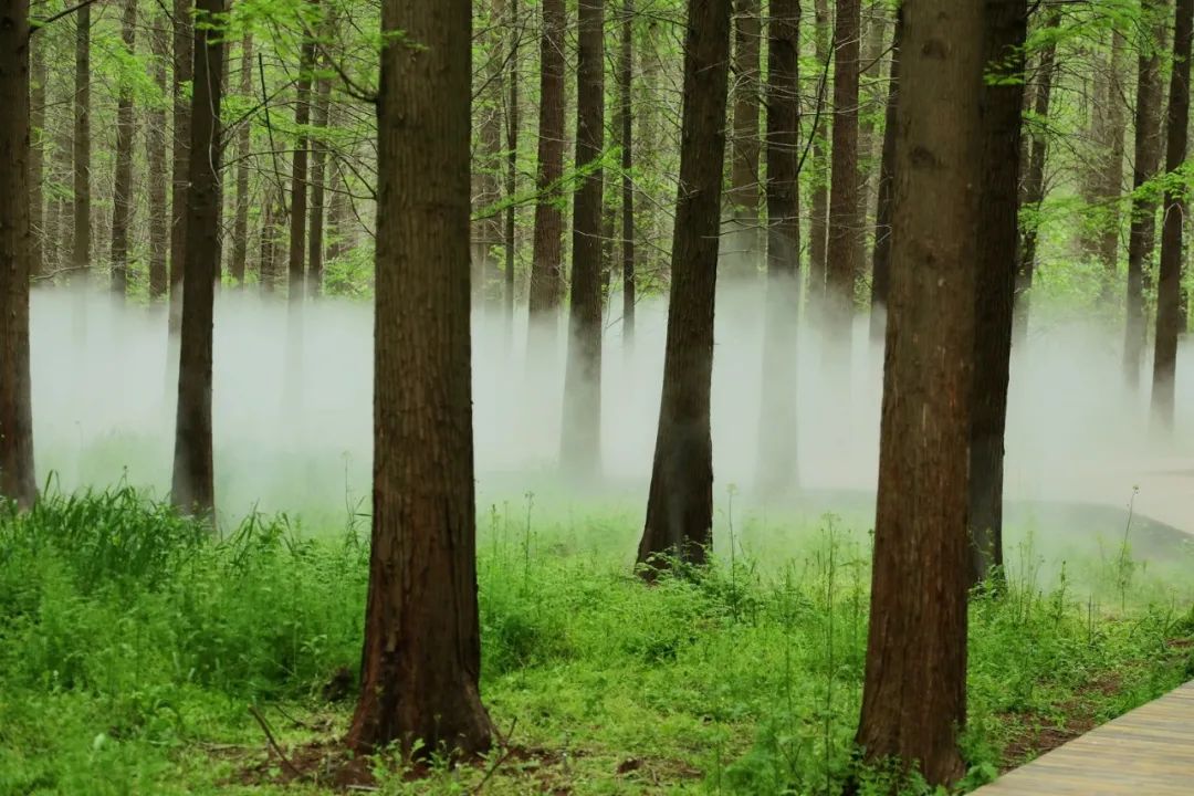 森氧之地，秋游必选！金湖万亩水上森林，真的别有趣味