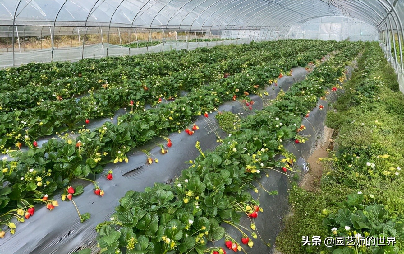 夏季草莓还能开花结果吗,草莓夏季高产