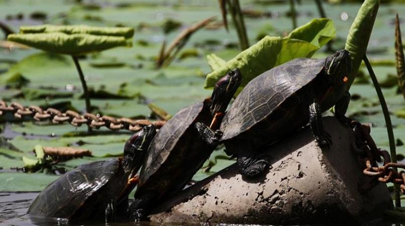 篆书百龟图图片大全,百龟高清图片大全