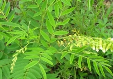 野生珍贵植物为什么少见了？