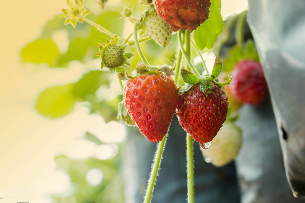 草莓的种植方法和感受,草莓的种植条件跟要求