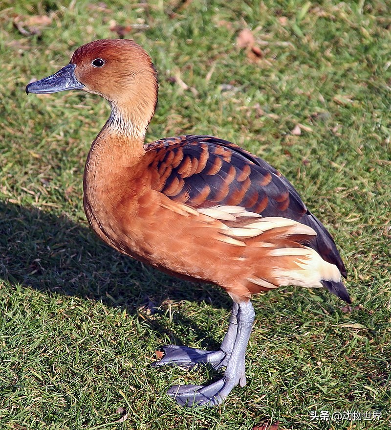 鸭子急促而又尖锐的叫声,鸭子的叫声是从哪里发出来的