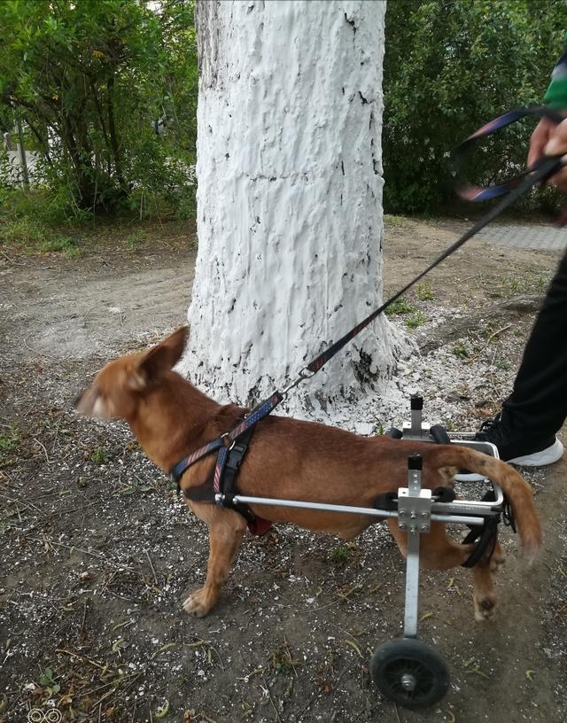 狗狗的腿断了用什么绑最好,狗狗的腿断了需要按摩吗