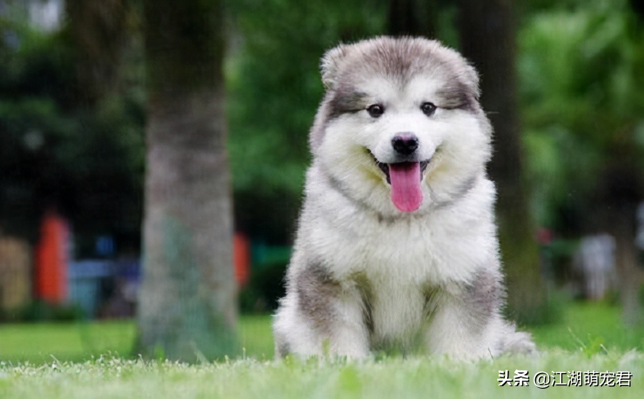 如果你想养狗理由是什么,如果你要养一只猫的话要必备什么