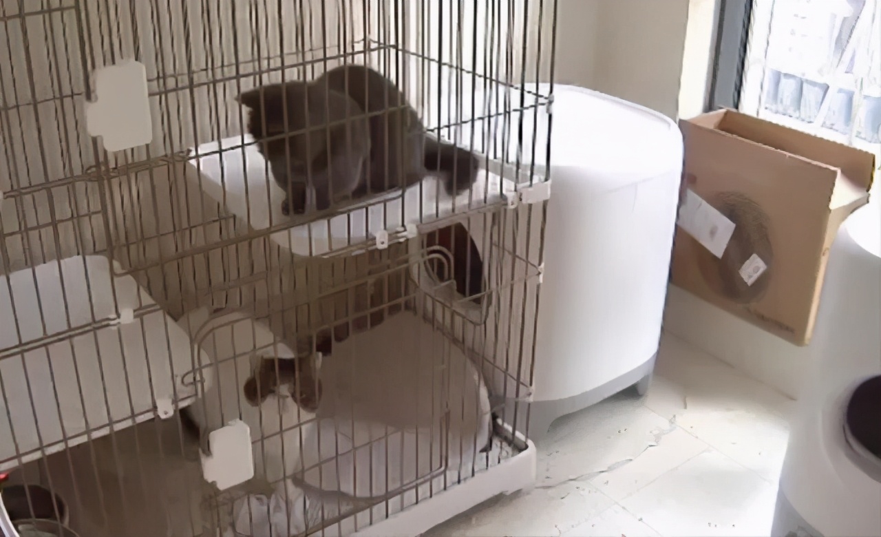 偷偷养宠物房东发现了怎么办,偷偷养阿拉斯加被房东发现了