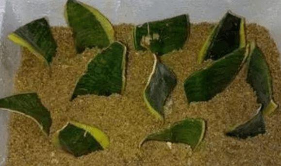 虎皮兰烂根了用什么方法处理,虎皮兰烂根后的补救方法