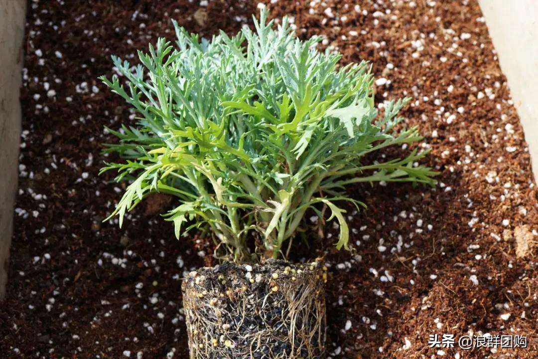 玛格丽特从打顶到爆盆，干货分享