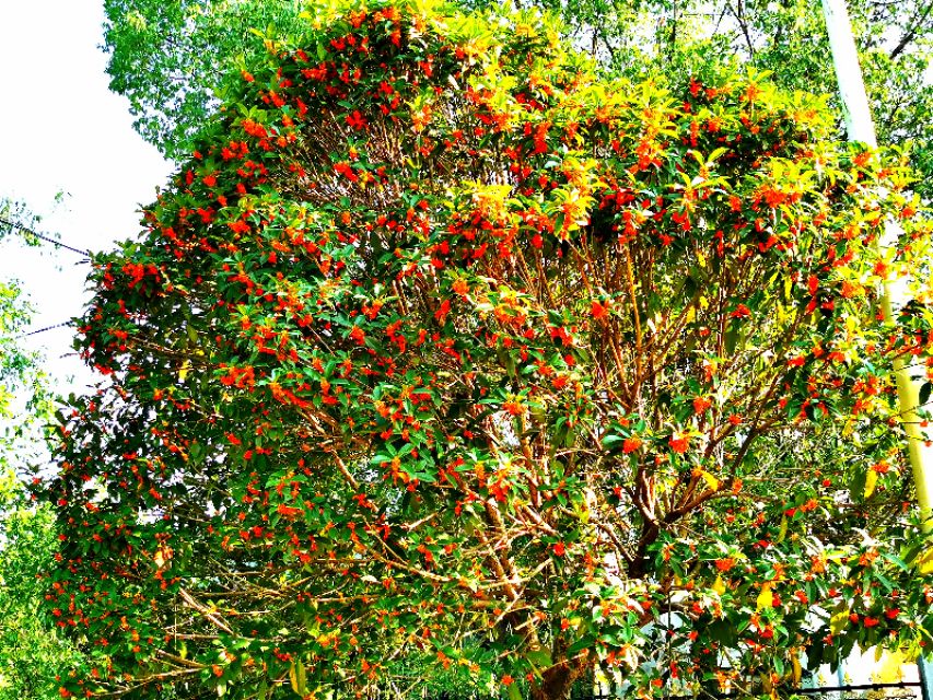 金秋十月金灿灿的桂花又香又美丽,又香又美的红桂花