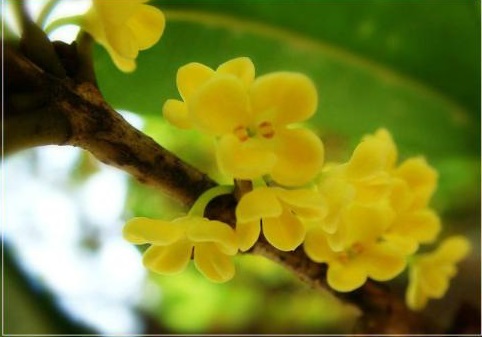 笔端诗韵已成行，翰墨沁心香