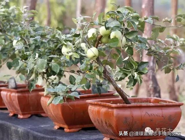 100种常见花卉植物图谱,100种花卉素描图谱