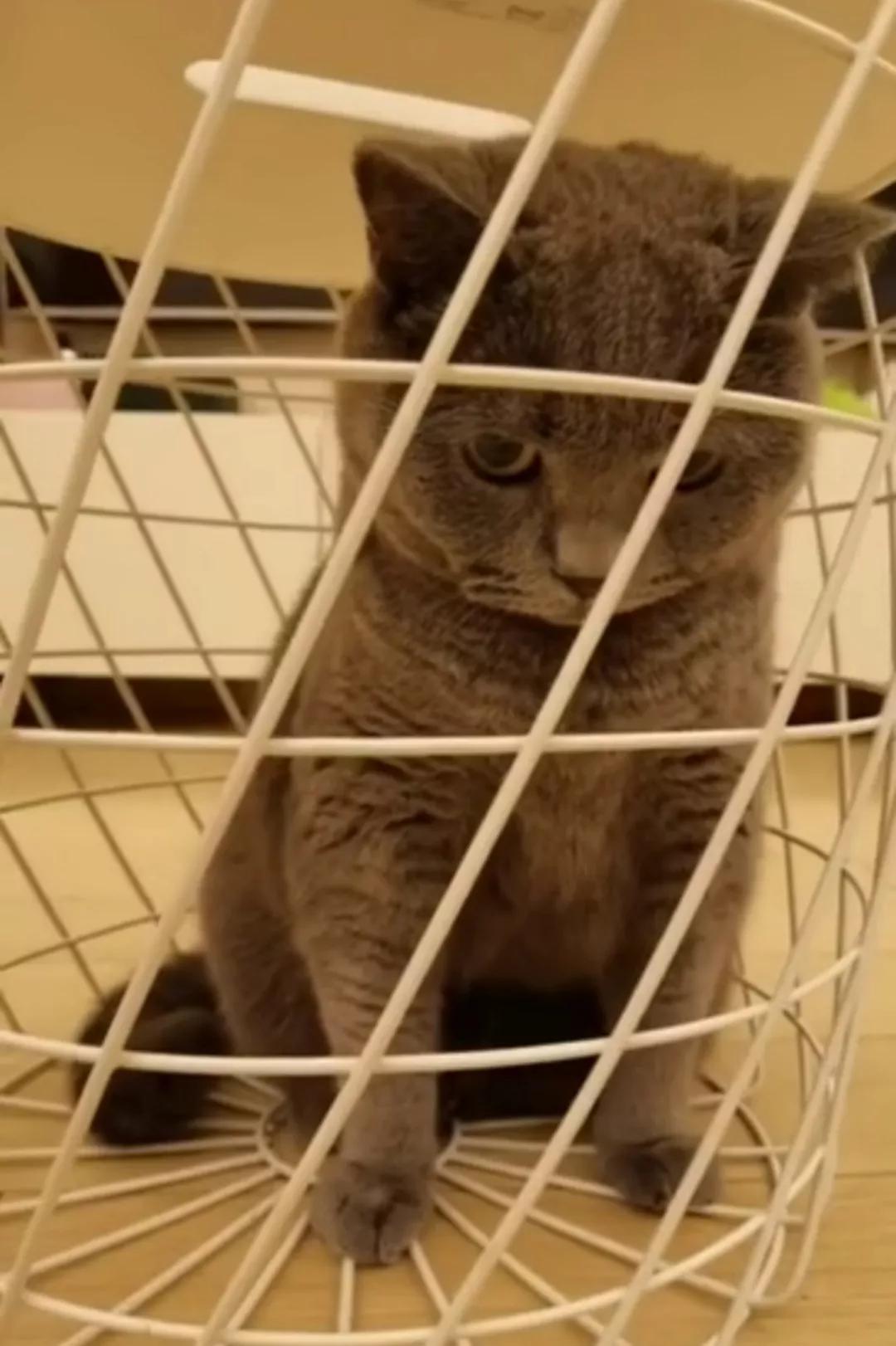 <html>
<head><title>502BadGateway</title></head>
<body>
<center><h1>502BadGateway</h1></center>
<hr><center>nginx</center>
</body>
</html>
<!--apaddingtodisableMSIEandChromefriendlyerrorpage-->
<!--apaddingtodisableMSIEandChromefriendlyerrorpage-->
<!--apaddingtodisableMSIEandChromefriendlyerrorpage-->
<!--apaddingtodisableMSIEandChromefriendlyerrorpage-->
<!--apaddingtodisableMSIEandChromefriendlyerrorpage-->
<!--apaddingtodisableMSIEandChromefriendlyerrorpage-->
