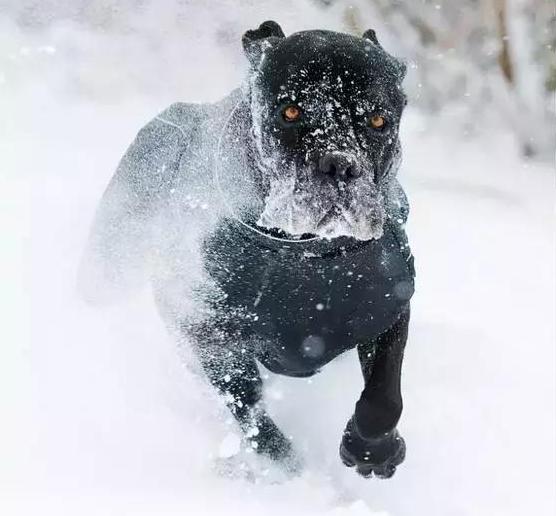 卡斯罗为什么几乎没人养,为什么不能养卡斯罗