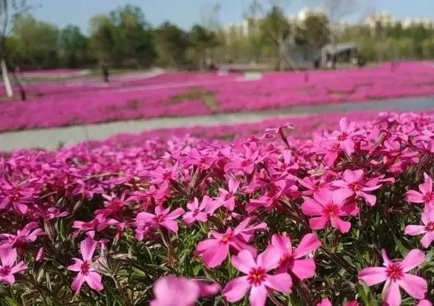 附近免费景点踏青网红打卡地,北京周边的四季花海