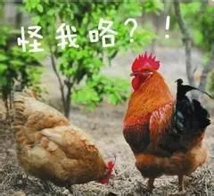 吃鸡要注意哪些东西的安全,吃鸡的忌口