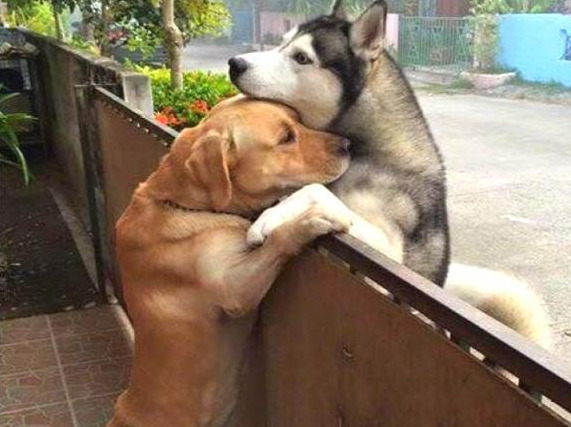 养小型犬公的好还是母的好,养公狗和养母狗的7大差别