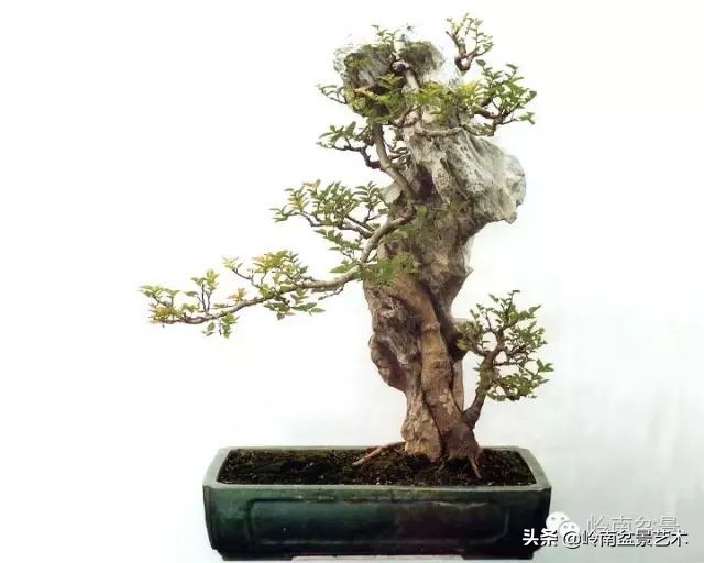 鎺㈡灊妞嶇墿,鎺㈡灊