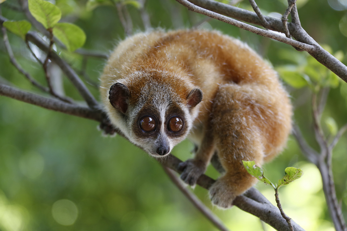 蜂猴受伤求救,陕西金丝猴受伤求救人类