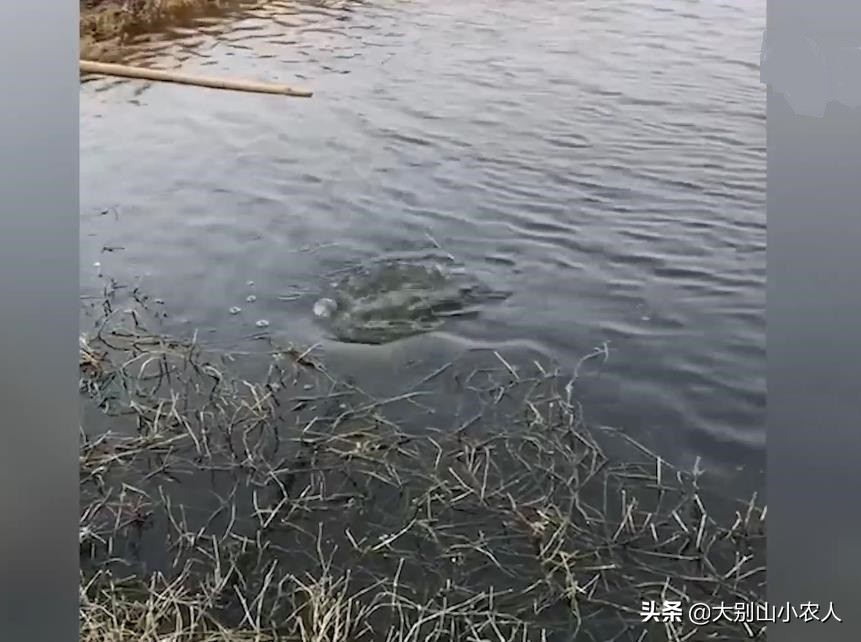 钩子挂泡沫钓鱼,泡沫挂钩能钓鱼吗