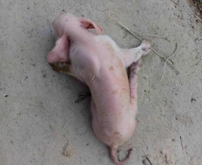 新生猪崽站不稳发抖怎么回事,小猪抽搐站不起来是什么病