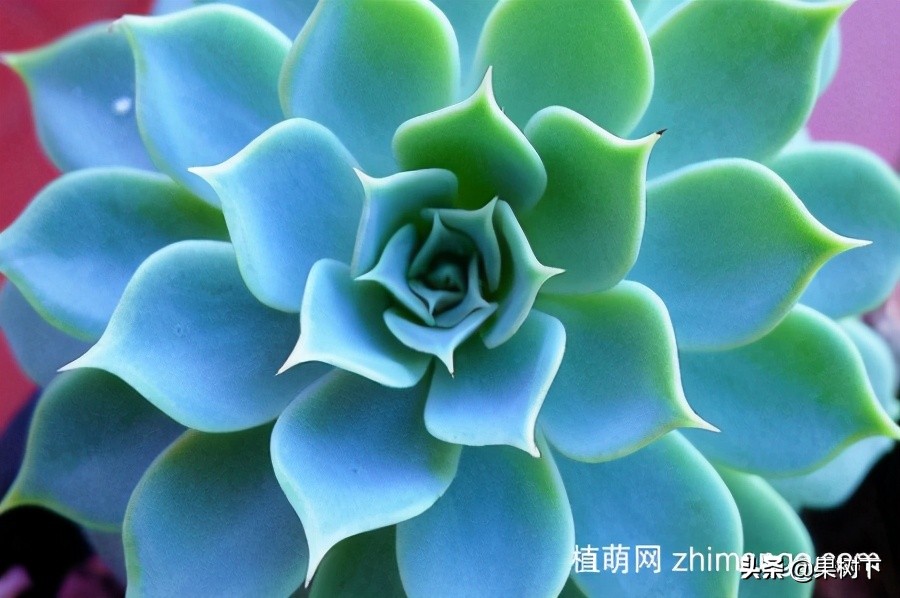 宝石花怎么养开花图片,宝石花的养殖注意事项