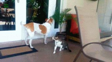 knockthedoor的中文,knockthedoor对吗