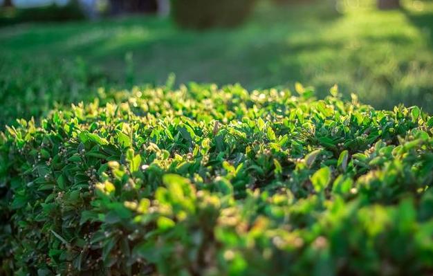 年轻人需要梦想的句子,年轻时有梦想的句子
