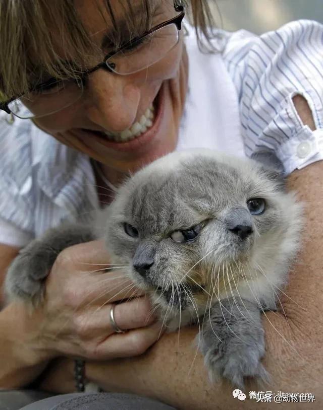 世界各国的著名动物,美国最著名的动物
