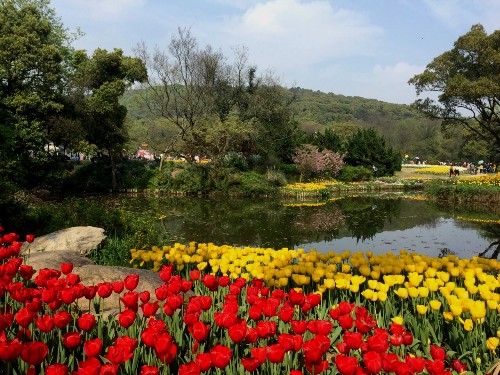 为看郁金香飞一趟荷兰？无锡人说：别傻了！来无锡梅园吧