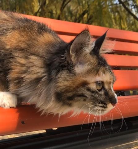 捡到一只被遗弃的小奶猫要怎么养,被猫妈遗弃了一只小奶猫