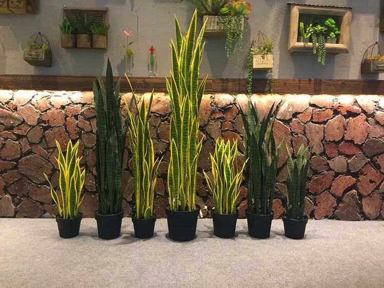 虎皮兰不浇水也烂怎么回事,虎皮兰不爱长