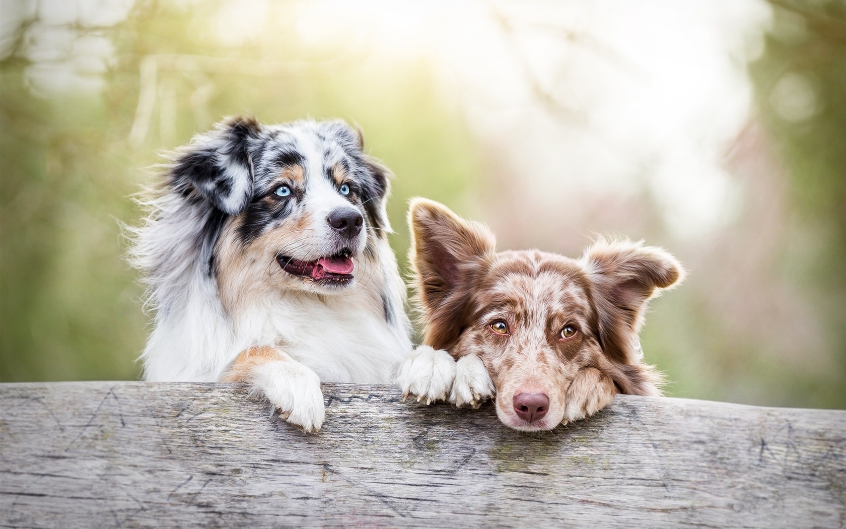 狗狗没了一只眼睛,狗狗只有一个睾丸正常吗