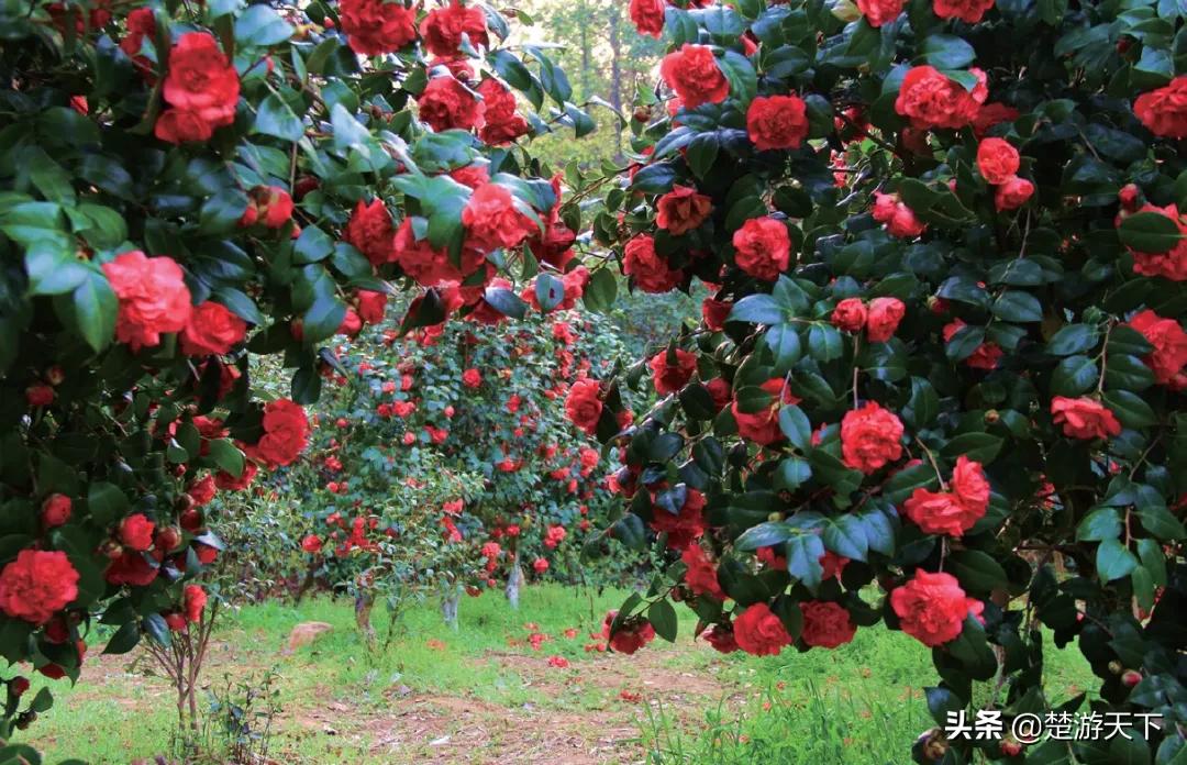茶花盛开的地方有哪些,湖北有茶花吗