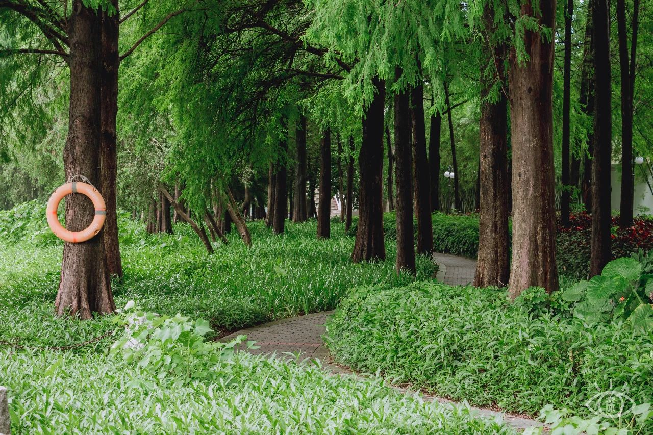 深圳洪湖公园7月18号还有荷花吗,深圳洪湖公园现在有荷花开吗